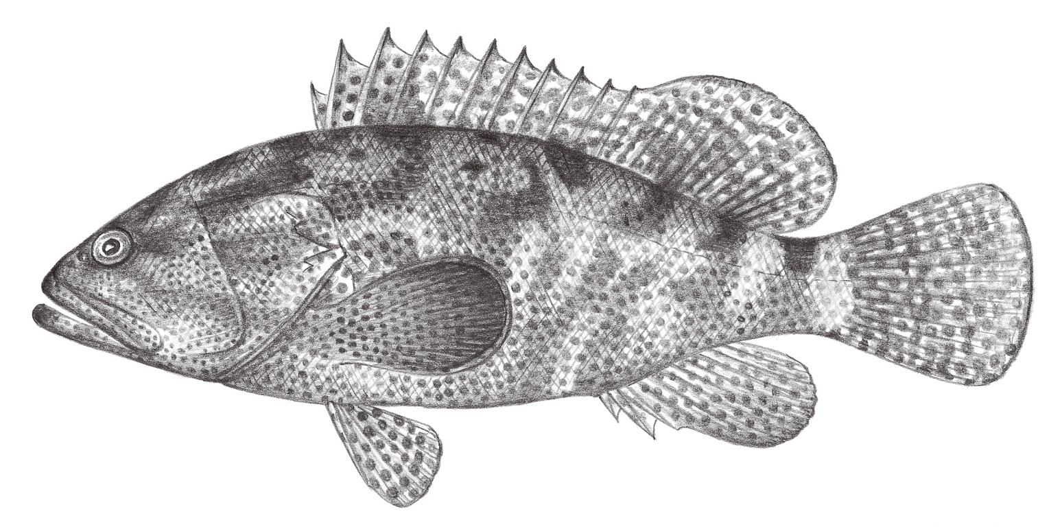 1040.	多斑石斑魚 Epinephelus polyphekadion (Bleeker, 1849)