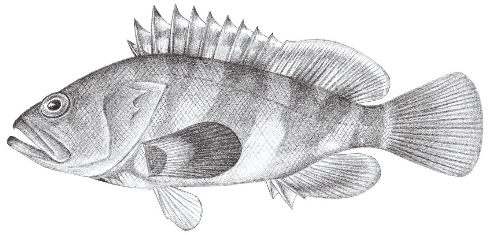 1044.	霜點石斑魚 Epinephelus rivulatus (Valenciennes, 1830)