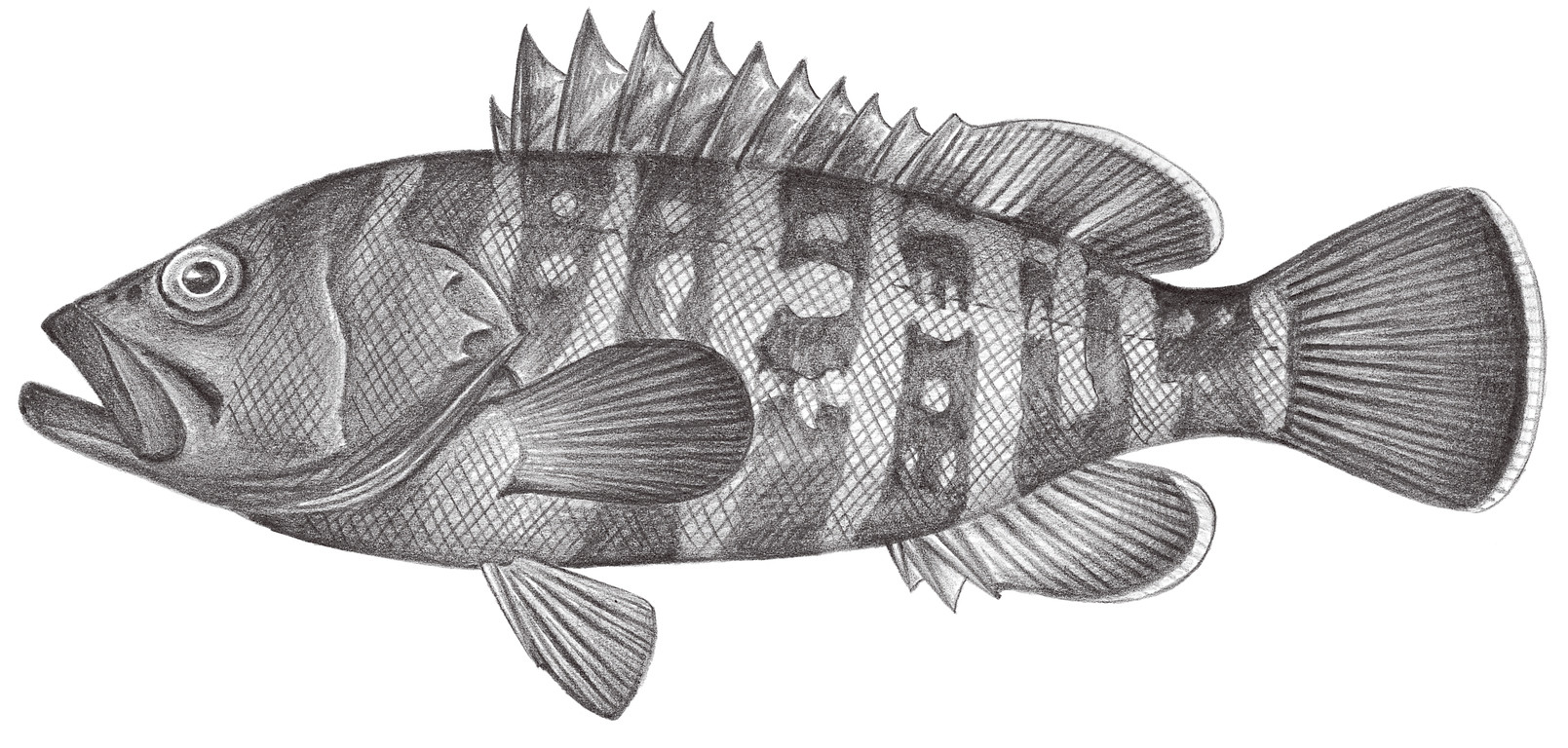1045.	七帶石斑魚 Epinephelus septemfasciatus (Thunberg, 1793)