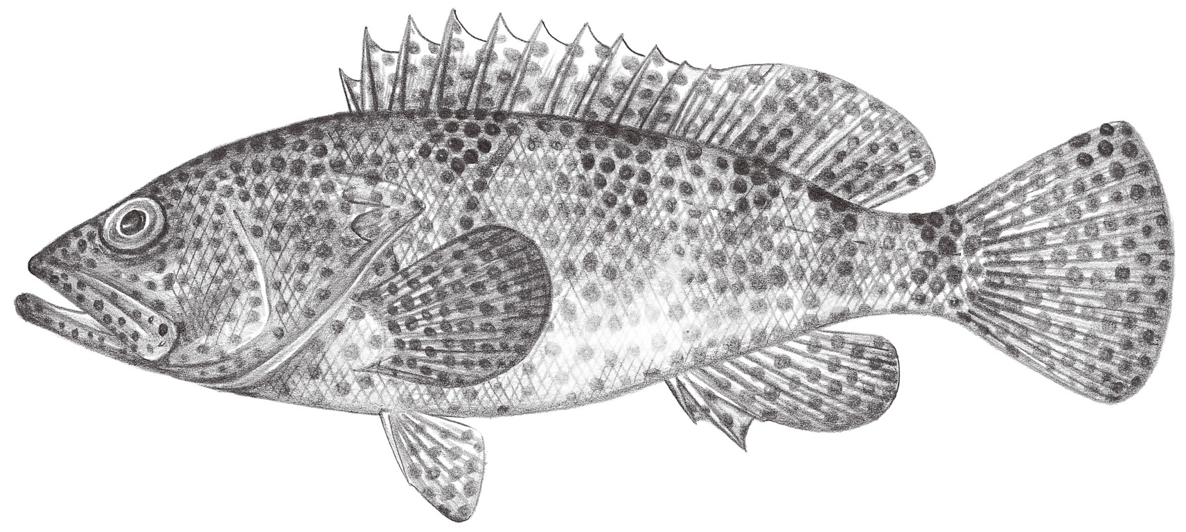 1046.	吻斑石斑魚 Epinephelus spilotoceps Schultz, 1953