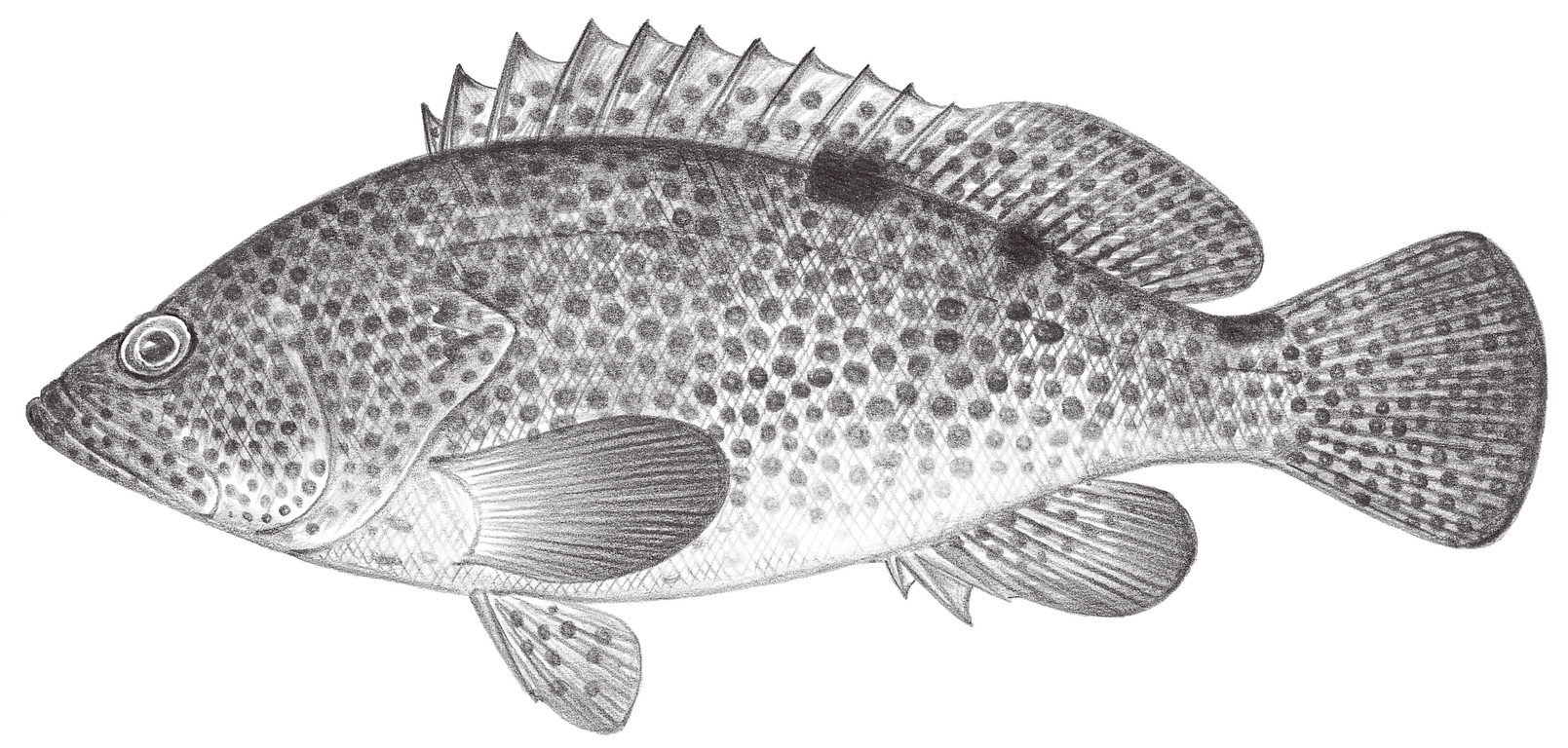 1049.	三斑石斑魚 Epinephelus trimaculatus (Valenciennes, 1828)