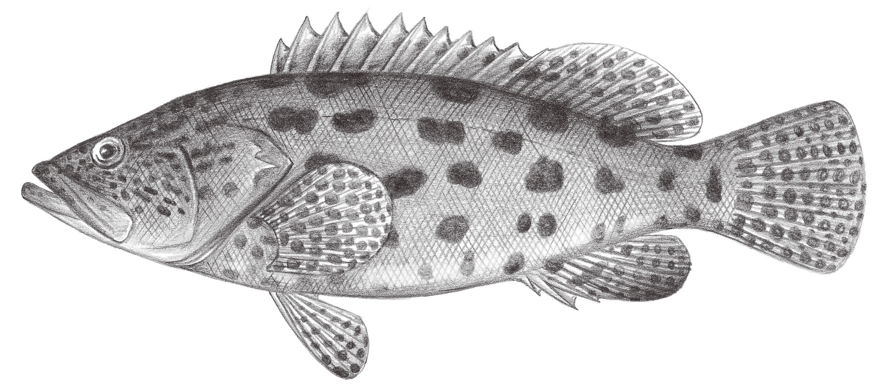 1050.	藍身大斑石斑魚 Epinephelus tukula Morgans, 1959