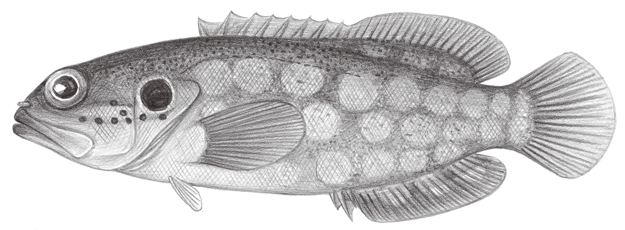 1079.	多棘擬線鱸 Pseudogramma polyacanthum (Bleeker, 1856)
