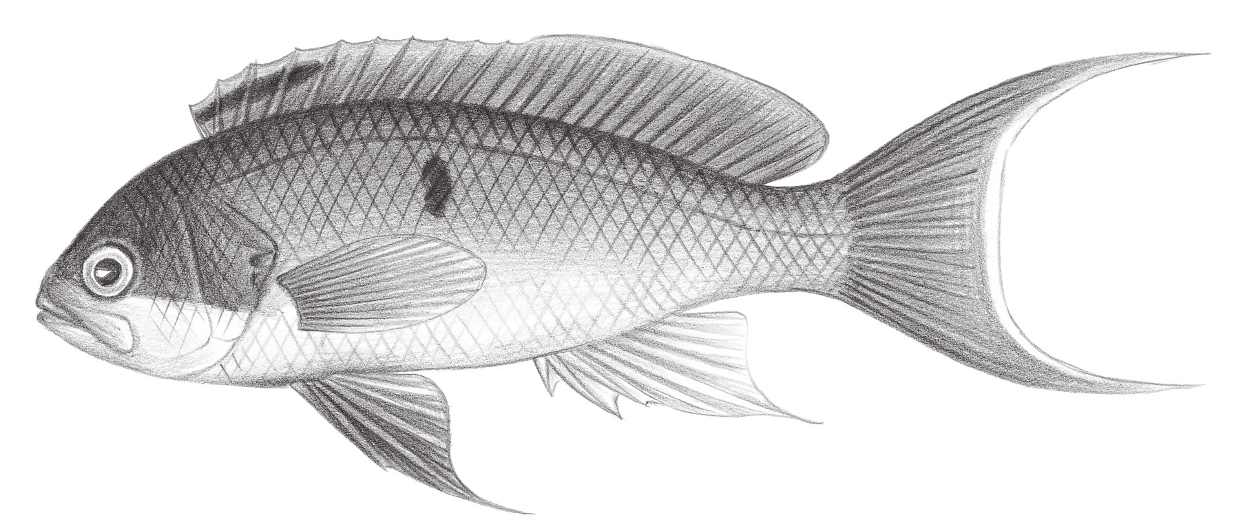 1081.	柯氏擬花鮨 Pseudanthias cooperi (Regan, 1902)