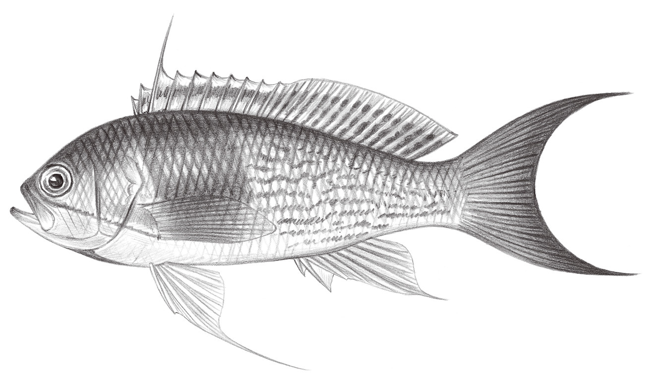 1803. 長擬花鮨 Pseudanthias elongatus Franz, 1910