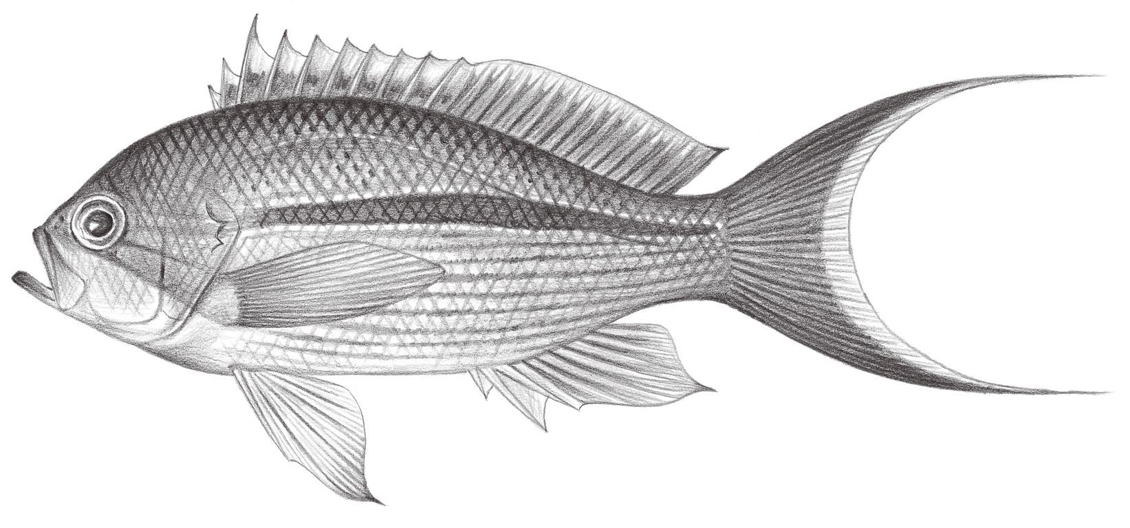 1084.	條紋擬花鮨 Pseudanthias fasciatus (Kamohara, 1954)