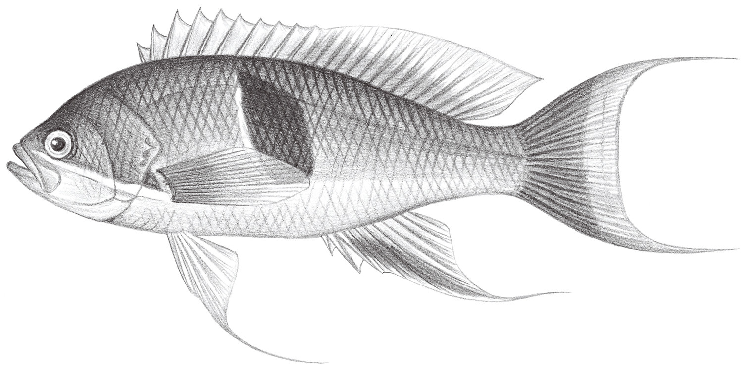 1089.	紅帶擬花鮨 Pseudanthias rubrizonatus Randall, 1983