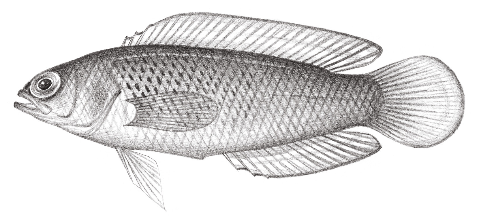1103.	灰黃准雀鯛 Pseudochromis luteus Aoyagi, 1943