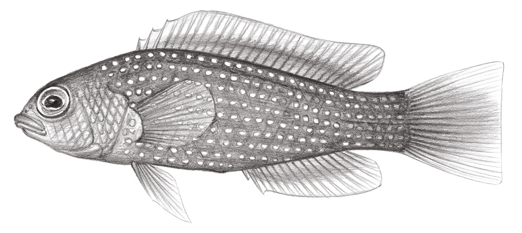 1104.	馬島准雀鯛 Pseudochromis marshallensis Schultz, 1953