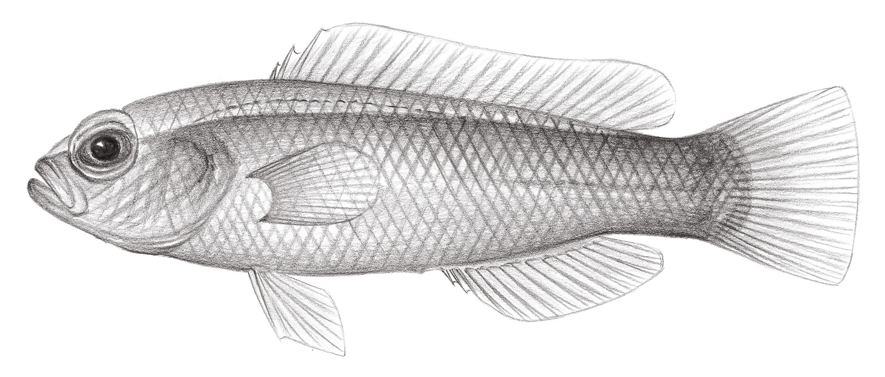1107.	紫背准雀鯛 Pseudochromis diadema (Lubbock & Randall, 1978)