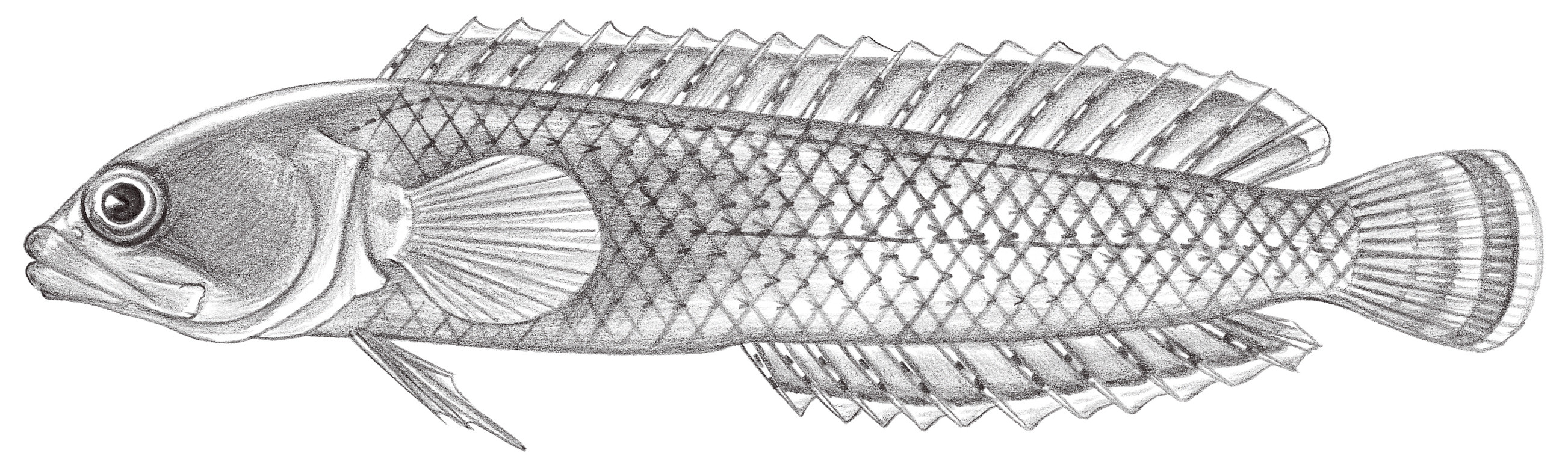1116.	針鰭銀寶魚 Beliops batanensis Smith-Vaniz & Johnson, 1990