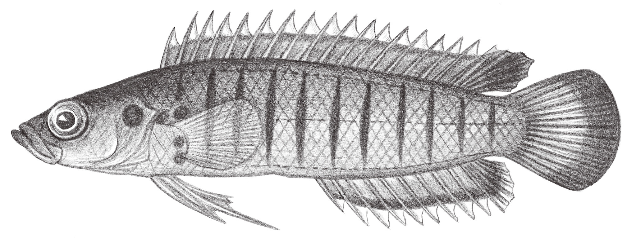 1117.	橫帶針鰭鮗 Belonepterygion fascialatum (Ogilby, 1889)