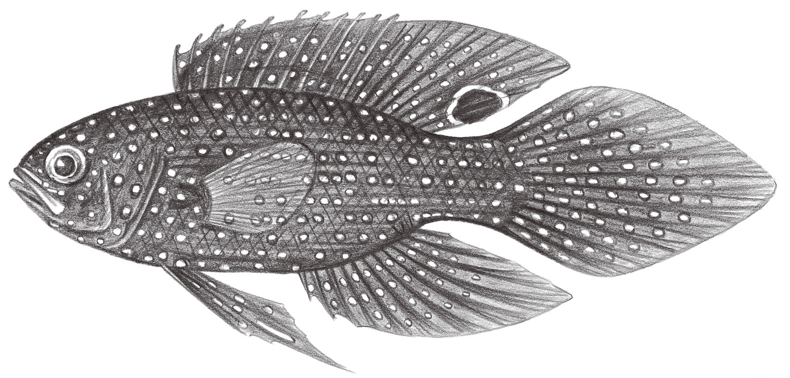 1118.	麗鮗 Calloplesiops altivelis (Steindachner, 1903)