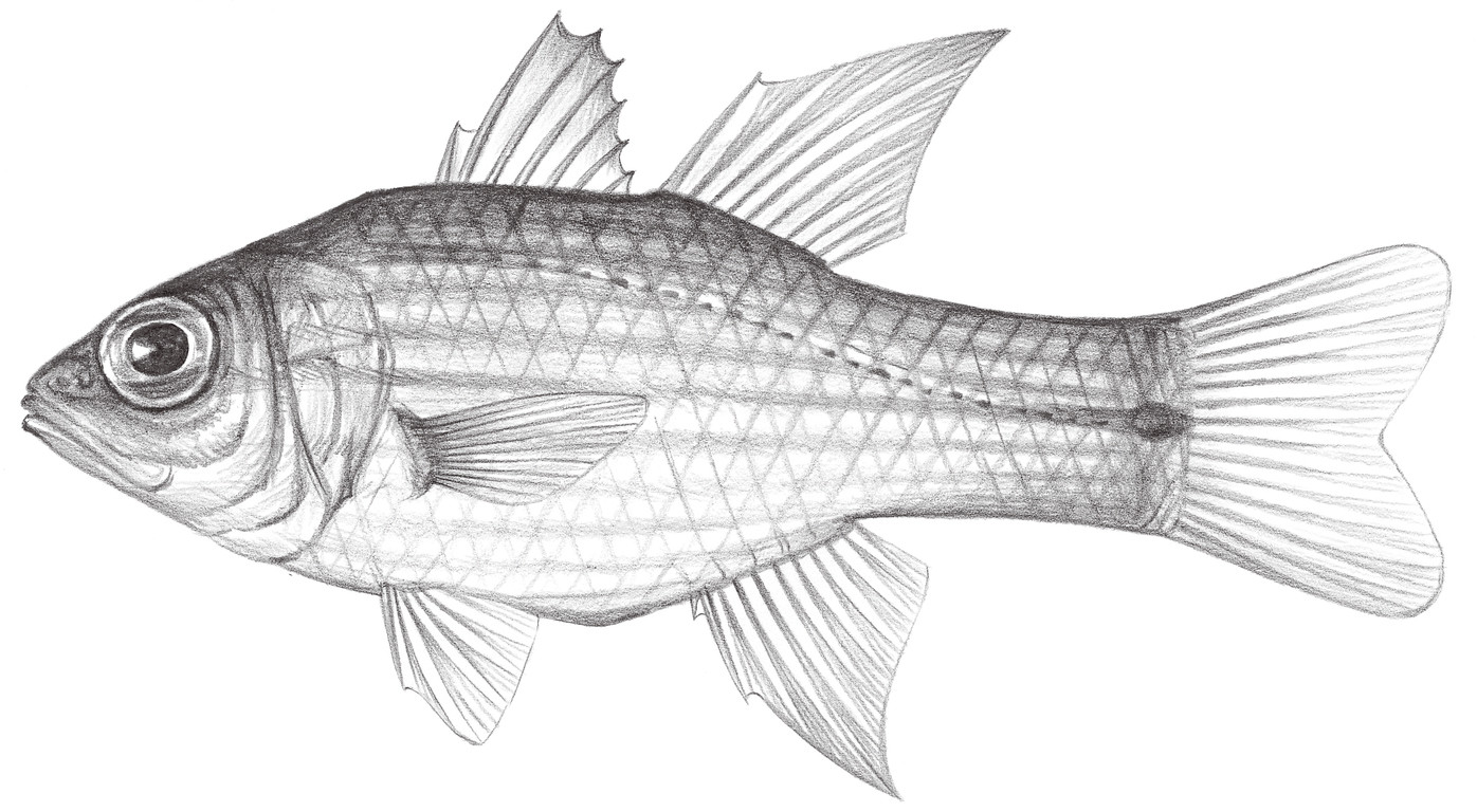 1145.	黃體天竺鯛 Apogon chrysotaenia Bleeker, 1851