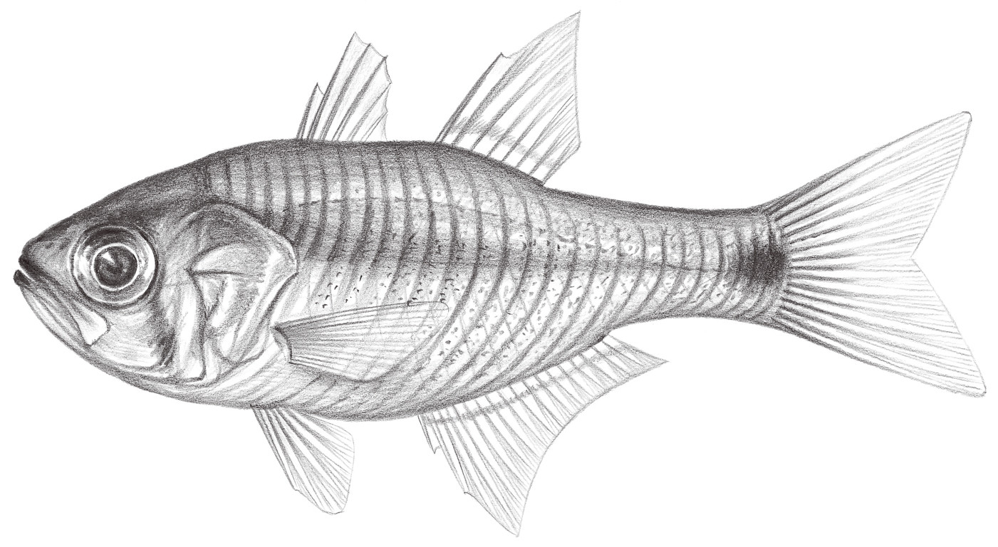 1189.	褐斑長鰭天竺鯛 Archamia fucata (Cantor, 1849)