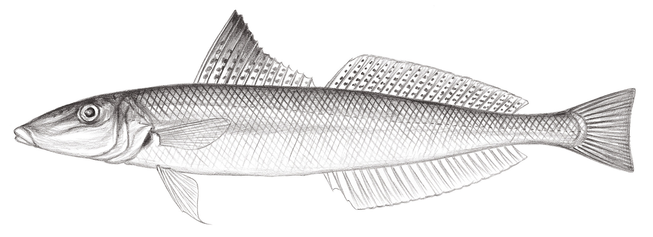 1218.	細鱗沙鮻 Sillago (Sillago) parvisquamis Gill, 1861