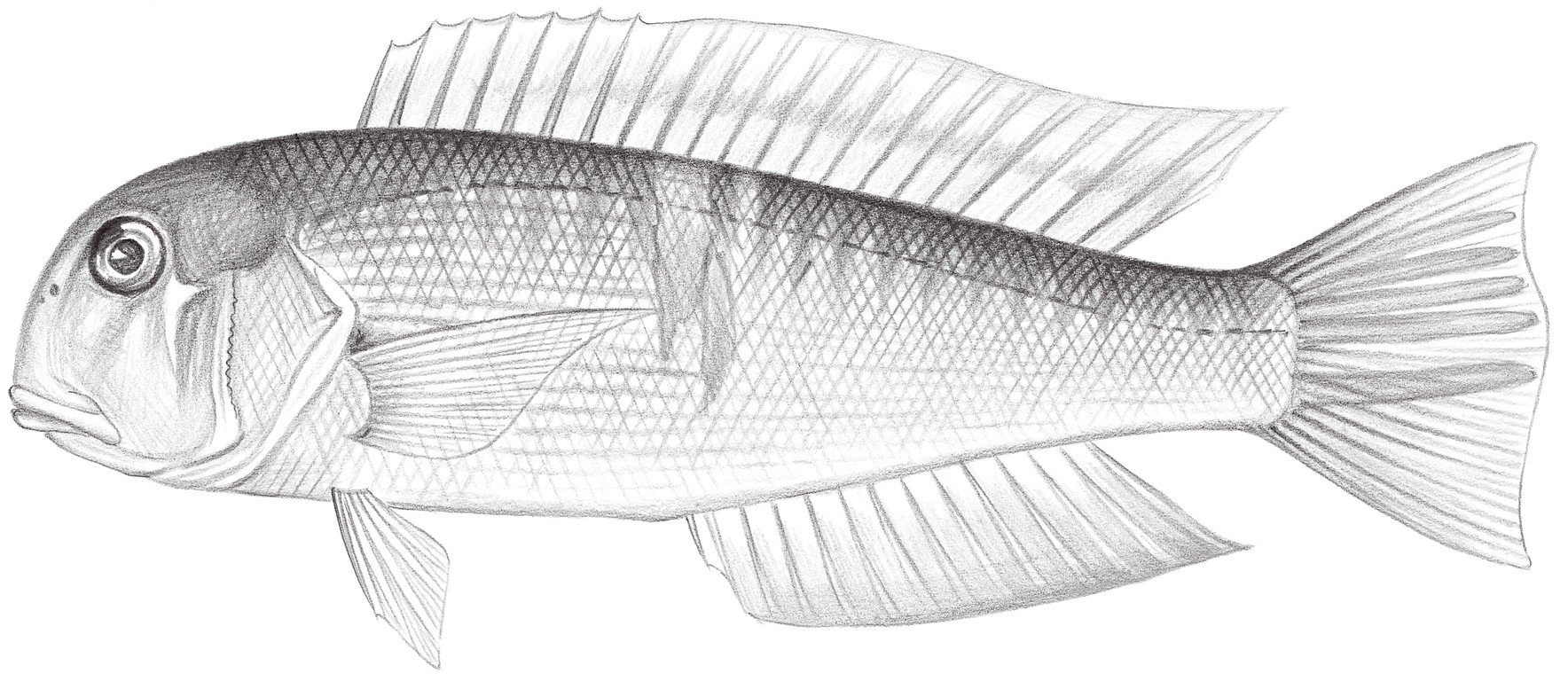 1221.	日本馬頭魚 Branchiostegus japonicus (Houttuyn, 1782)