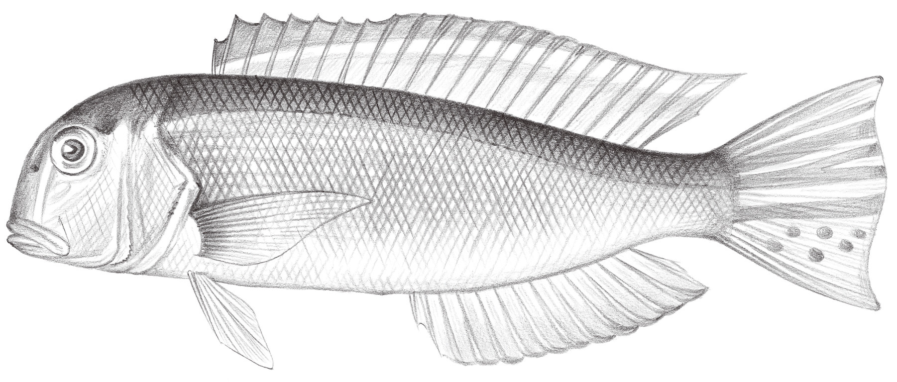 1223.	斑鰭馬頭魚 Branchiostegus auratus (Kishinouye, 1907)