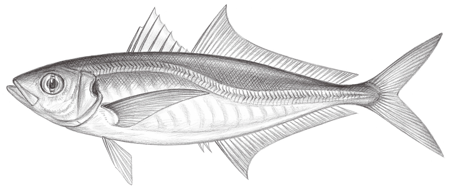 1288.	真鰺（日本竹莢魚） Trachurus japonicus (Temminck & Schlegel, 1844)