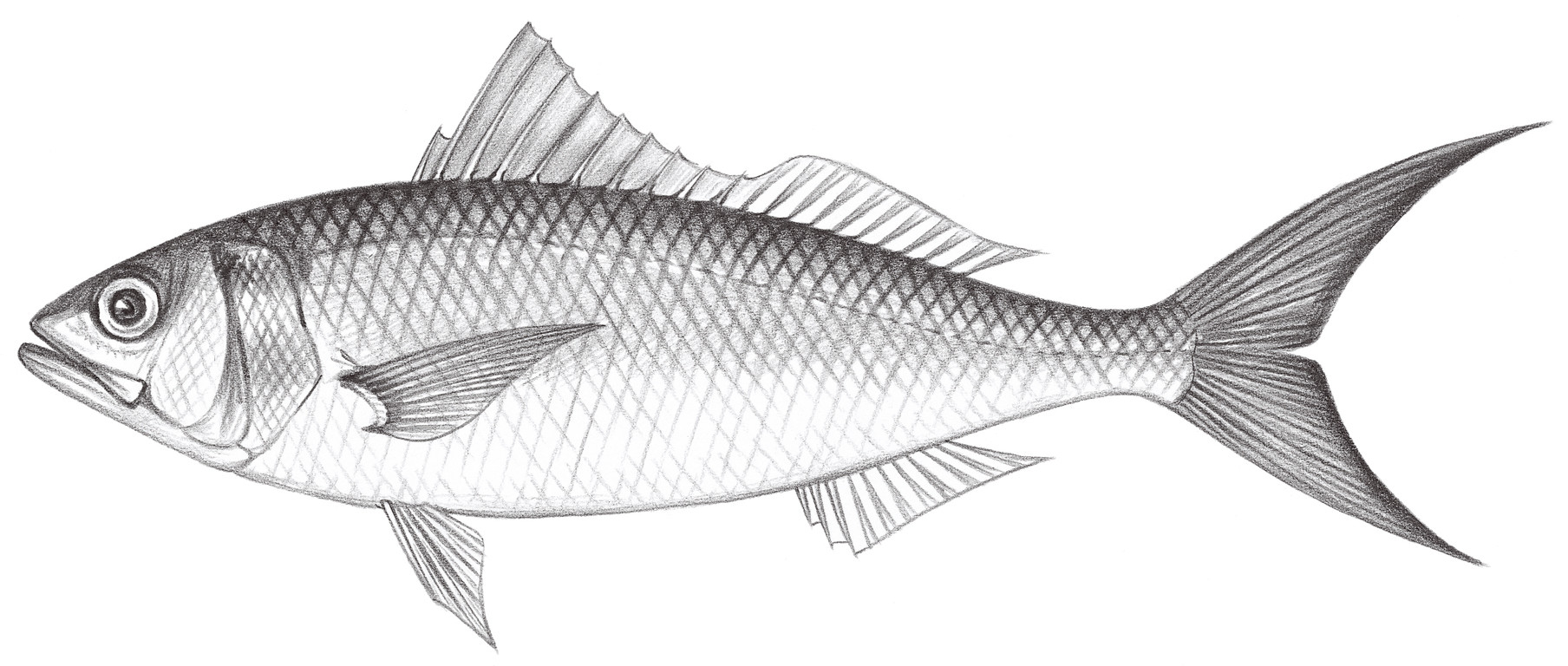 radiosus OceanTag 學習網