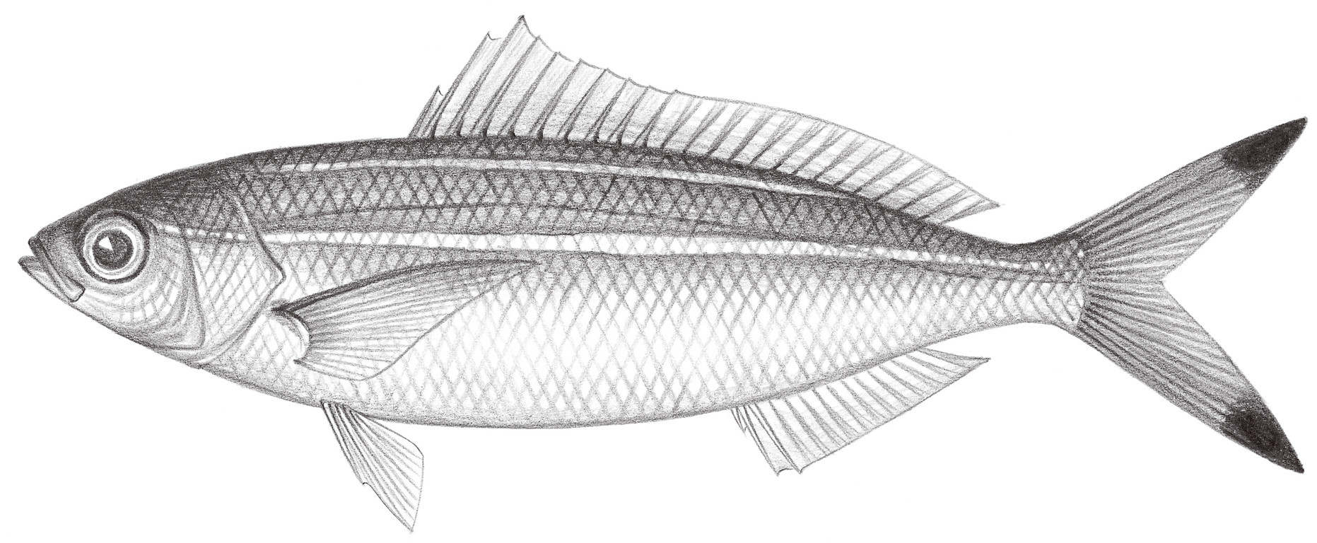 1366.	雙帶鰭梅鯛 Pterocaesio digramma (Bleeker, 1865)