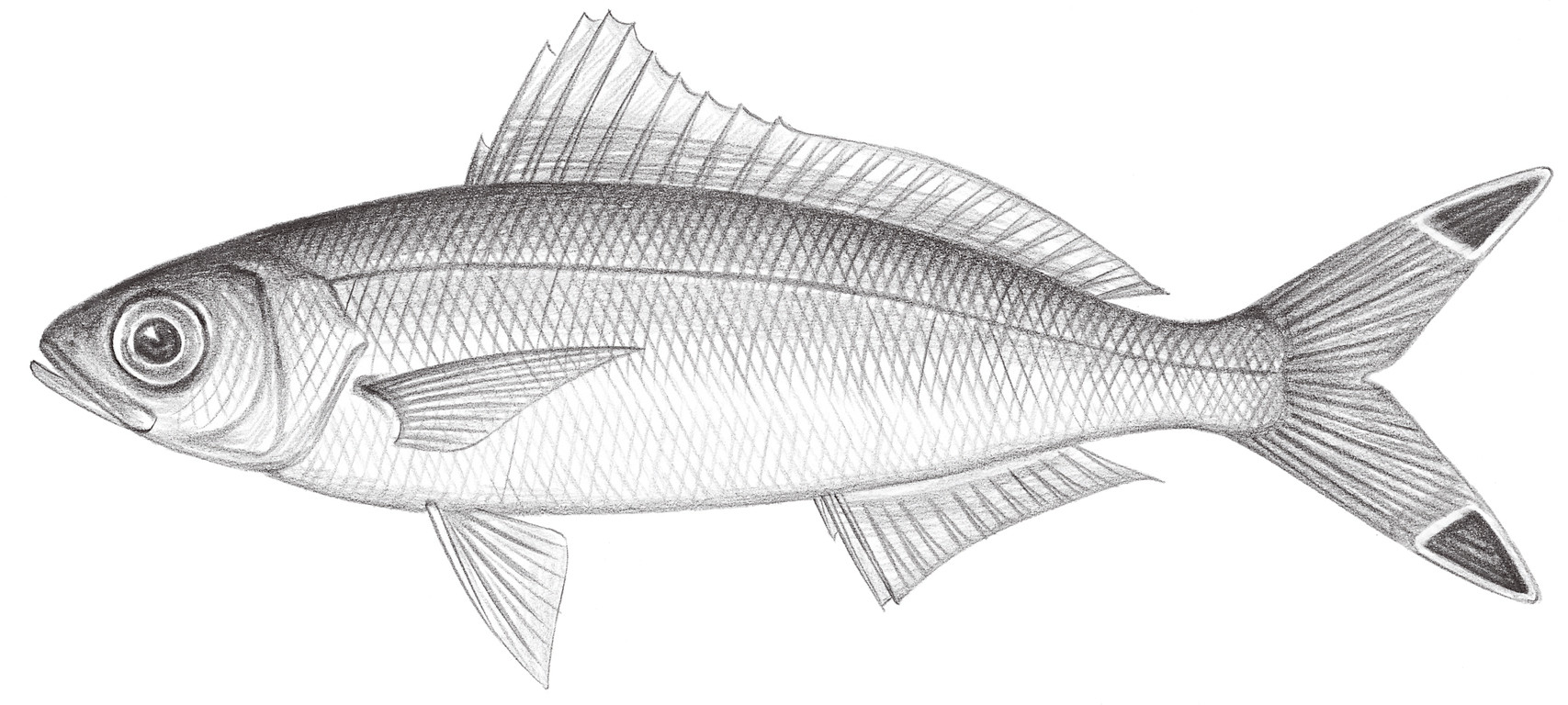 1368.	斑尾鰭梅鯛 Pterocaesio pisang (Bleeker, 1853)