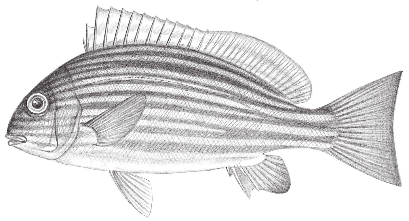 1388.	黃紋胡椒鯛 Plectorhinchus chrysotaenia Bleeker, 1855