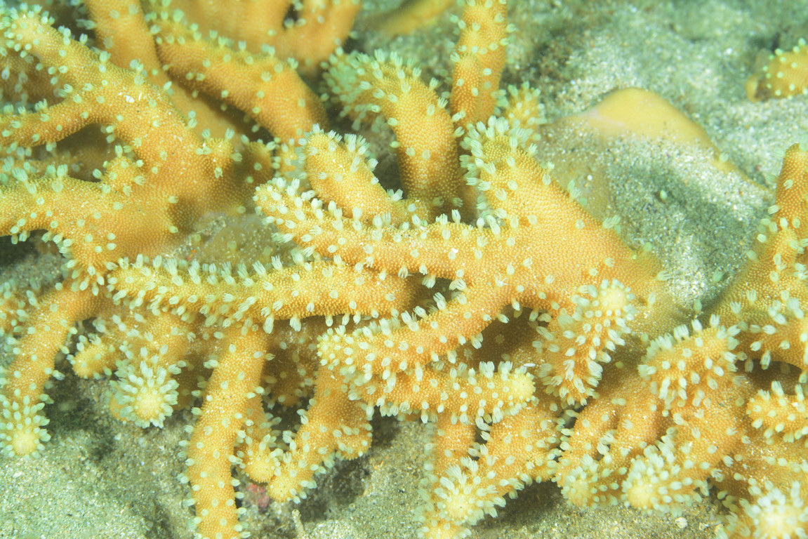葉型軟珊瑚