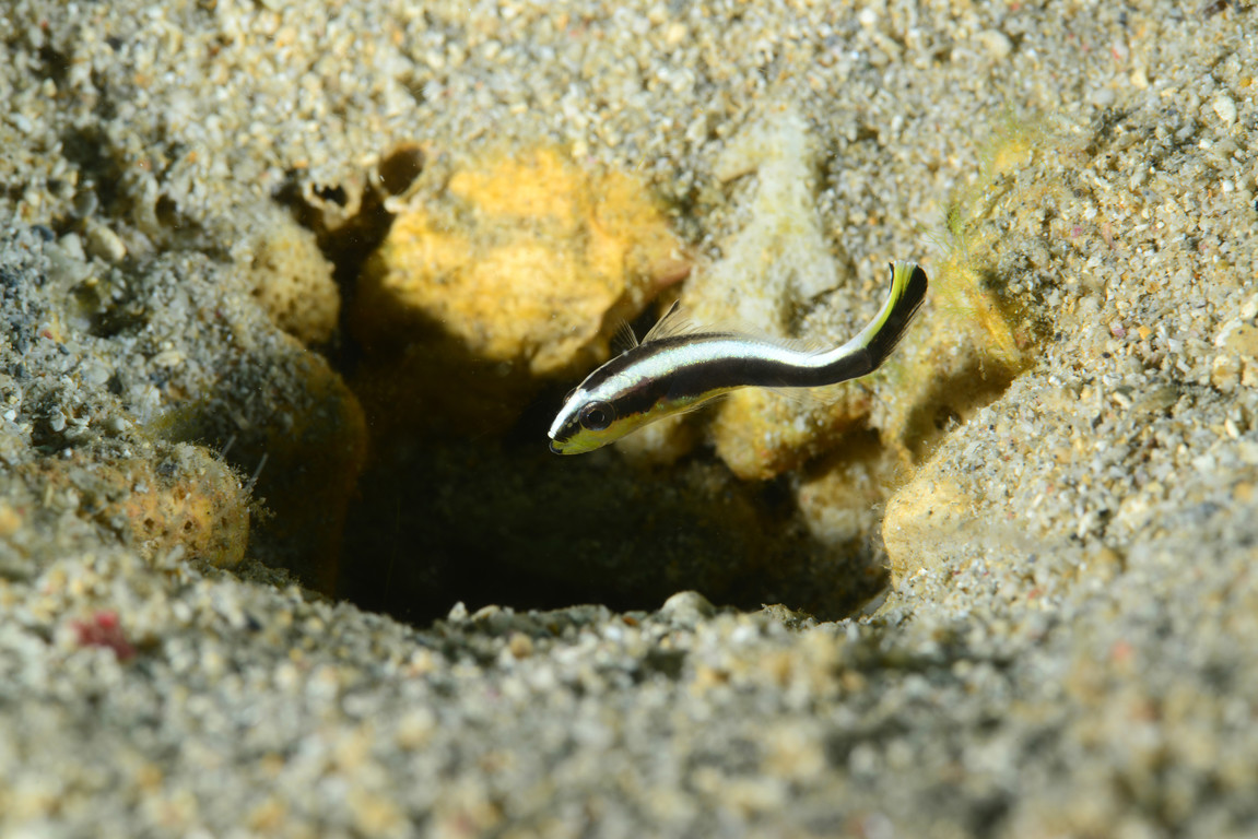 石鱸幼魚