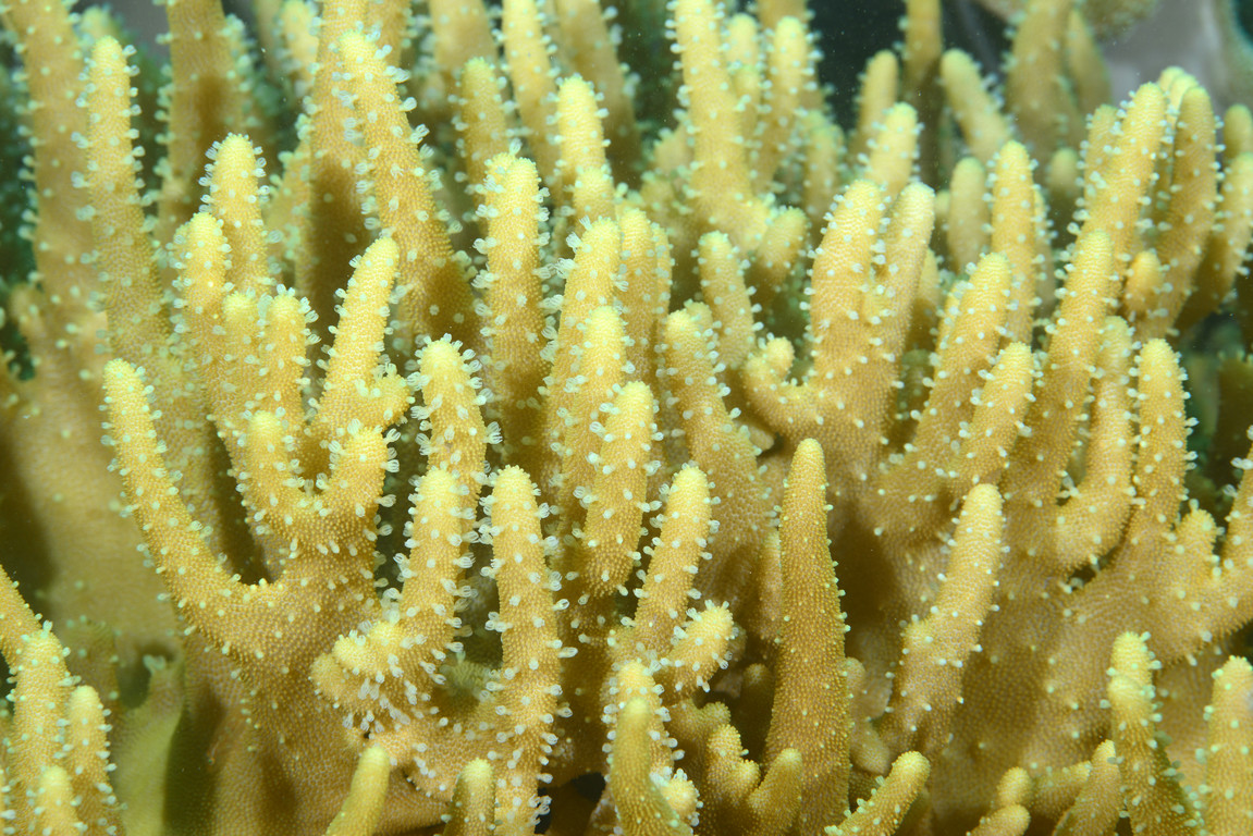 葉型軟珊瑚