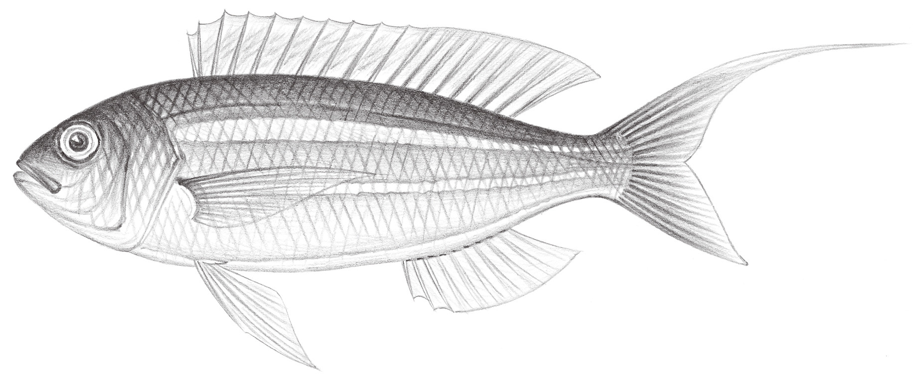 1403.	底金線魚 Nemipterus bathybius Snyder, 1911