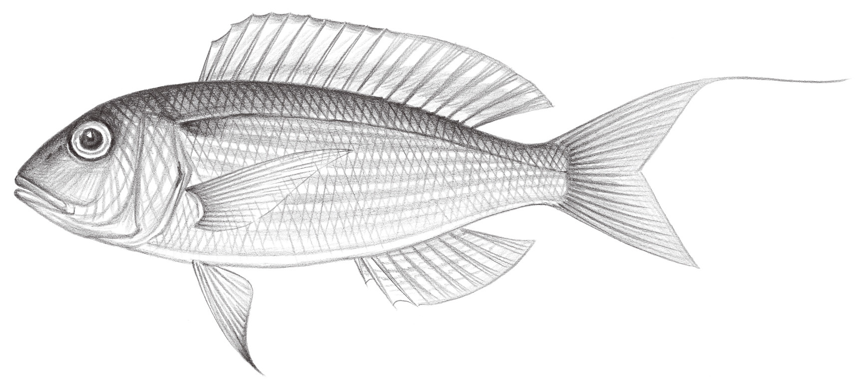 1406.	日本金線魚 Nemipterus japonicus (Bloch, 1791)