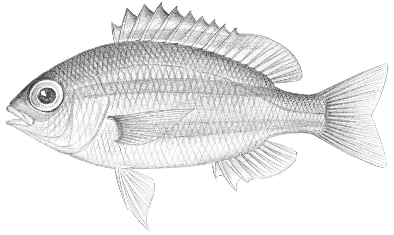 1413.	雙帶副眶棘鱸 Parascolopsis tosensis (Kamohara, 1938)