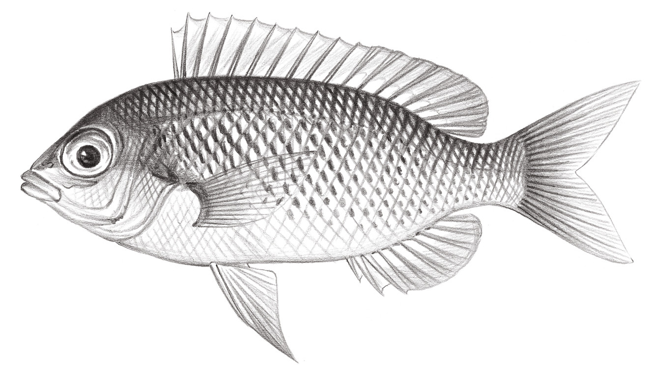 1418.	珠斑眶棘鱸 Scolopsis margaritifer Cuvier, 1830