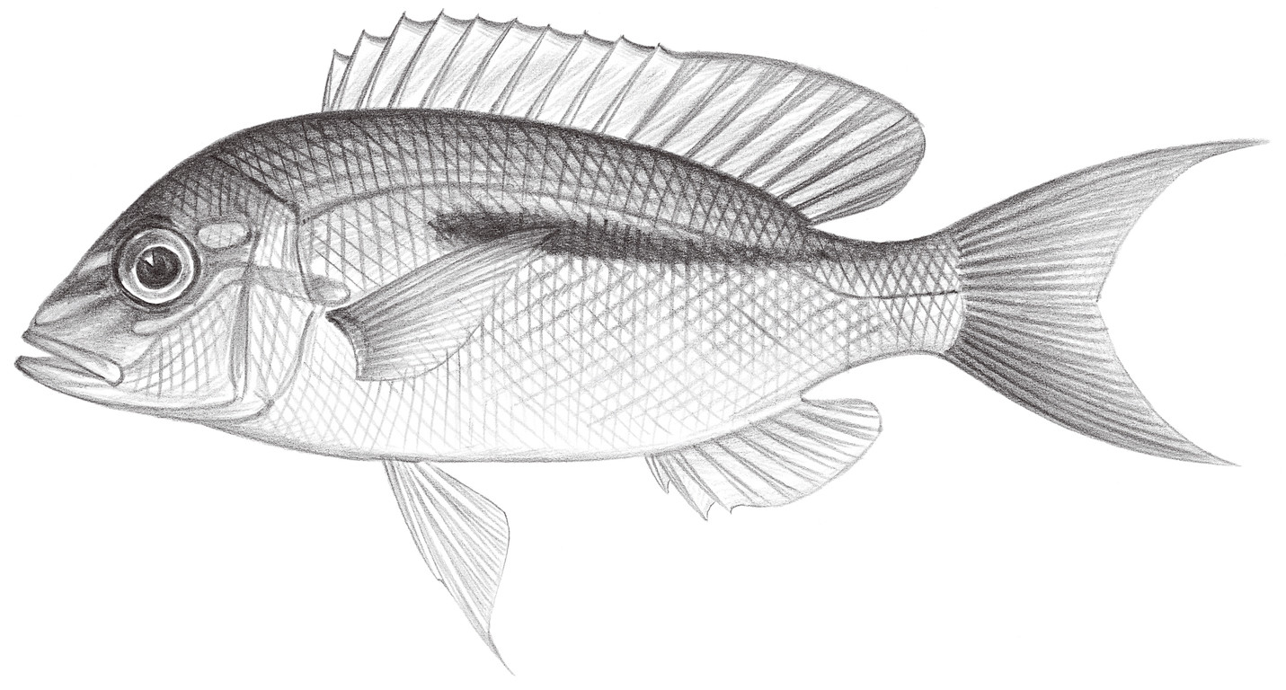 1419.	單帶眶棘鱸 Scolopsis monogramma (Cuvier, 1830)