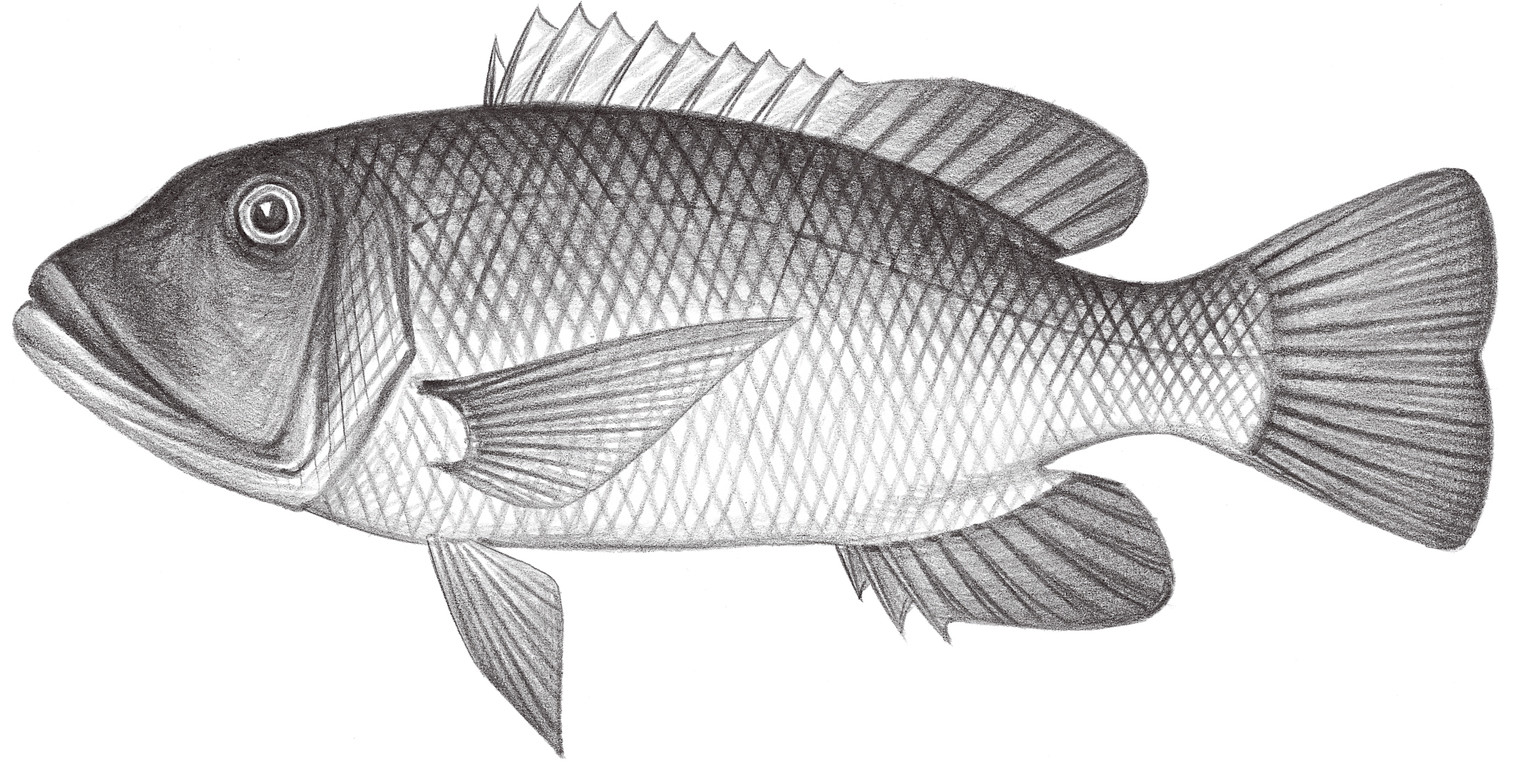 1425.	紅棘裸頰鯛 Lethrinus erythracanthus Valenciennes, 1830