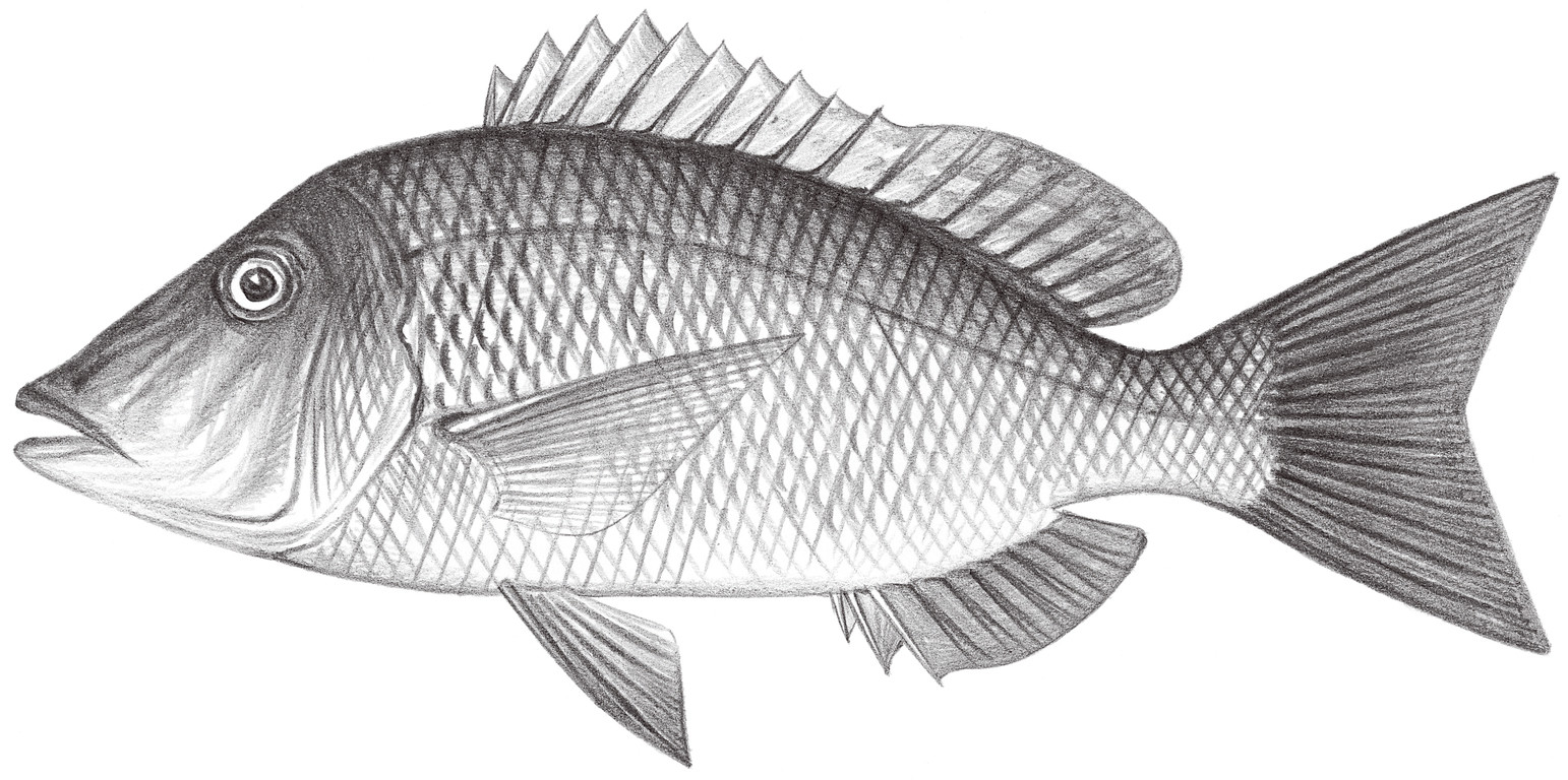 1431.	青嘴裸頰鯛 Lethrinus nebulosus (Forsskål, 1775)