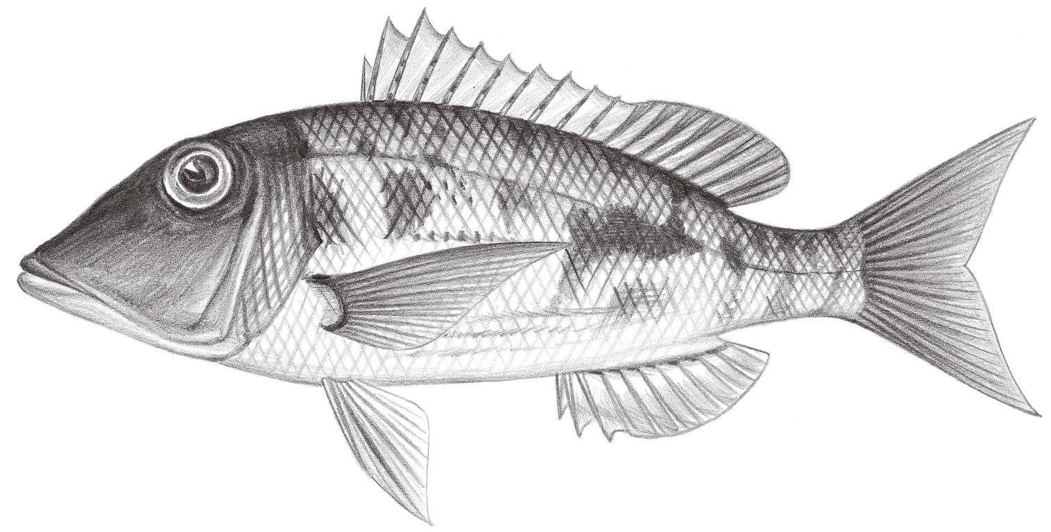 1436.	半帶裸頰鯛 Lethrinus semicinctus Valenciennes, 1830