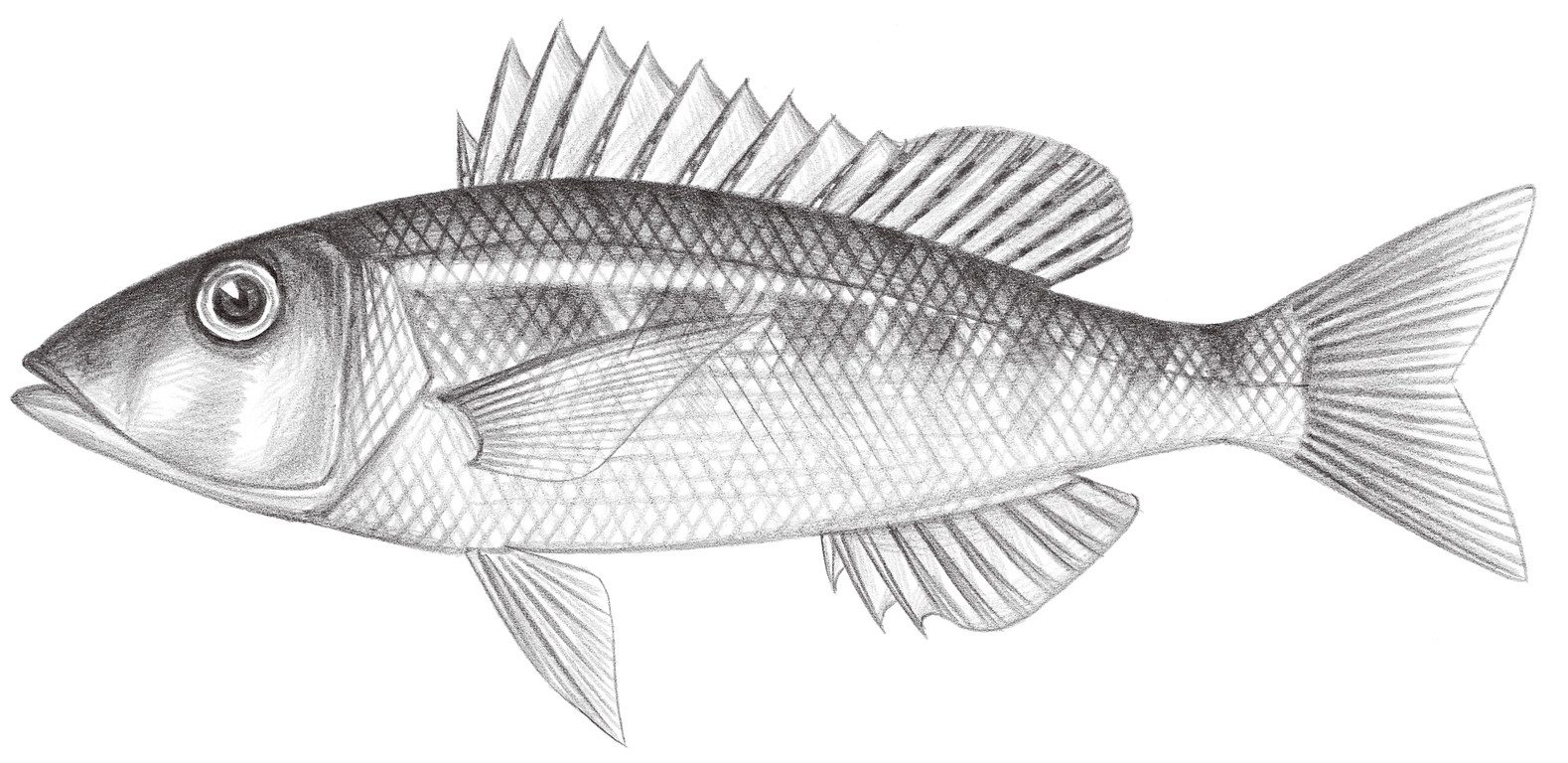 1437.	雜色裸頰鯛 Lethrinus variegatus Valenciennes, 1830