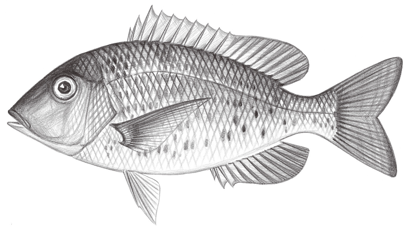 1441.	真裸頂鯛 Gymnocranius euanus (Günther, 1879)