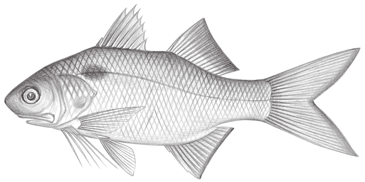 1459.	小口多指馬鱍魚 Polydactylus microstoma (Bleeker, 1851)