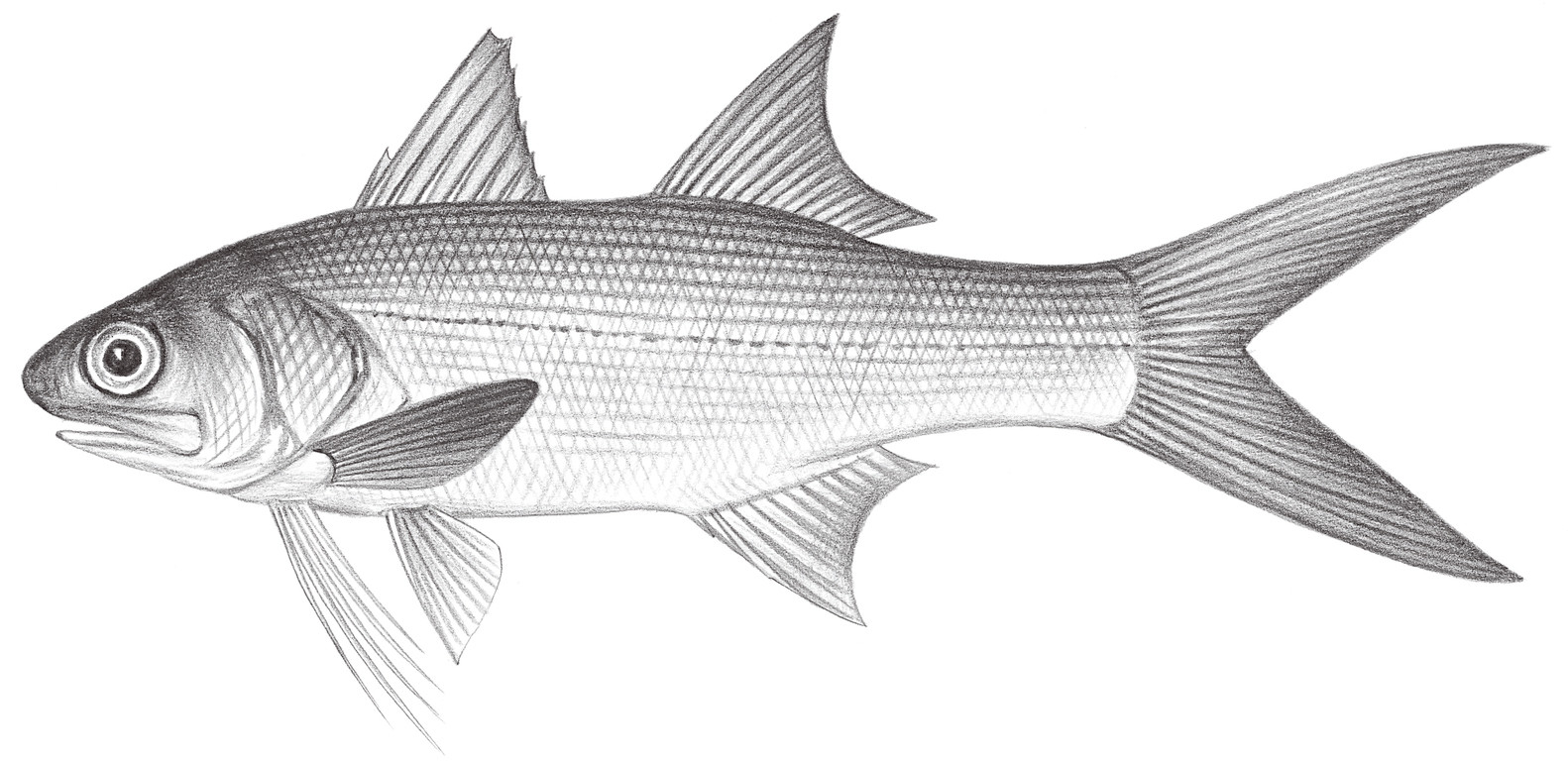1460.	五絲多指馬鱍魚 Polydactylus plebeius (Broussonet, 1782)