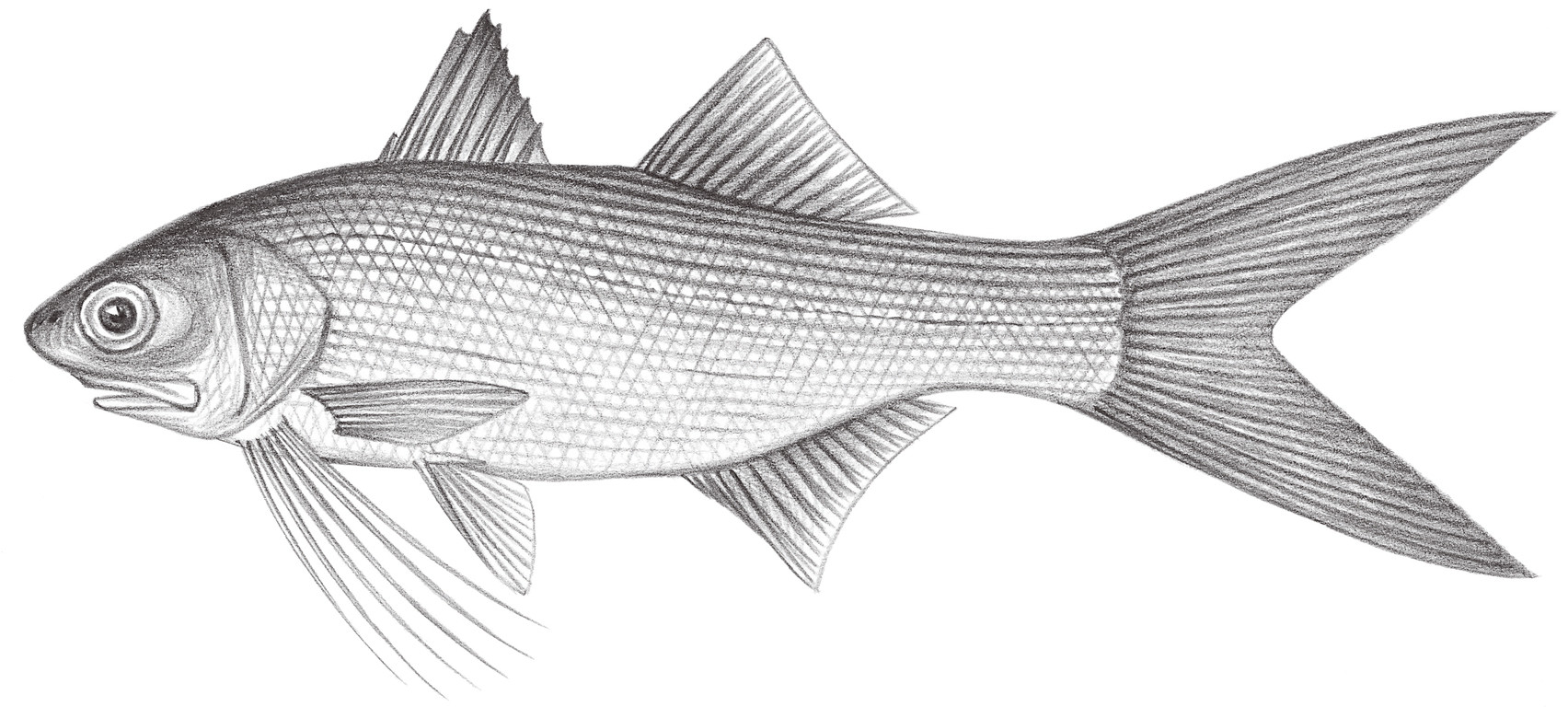1461.	六絲多指馬鱍魚 Polydatcylus sexfilis (Valenciennes, 1831)