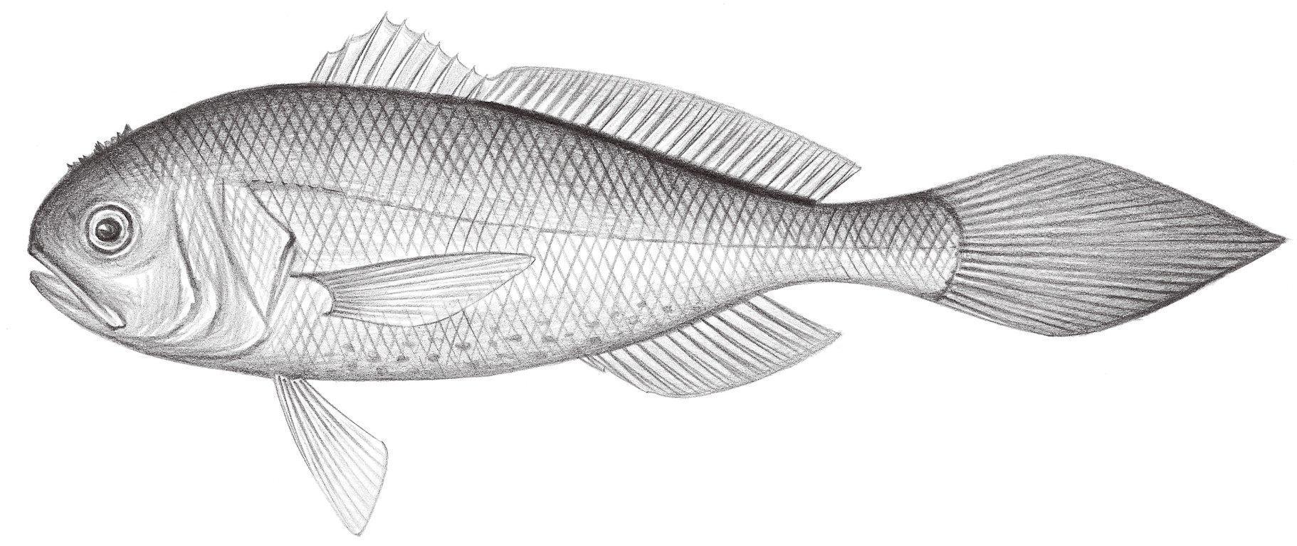 1466.	棘頭梅童魚 Collichthys lucidus (Richardson, 1845)