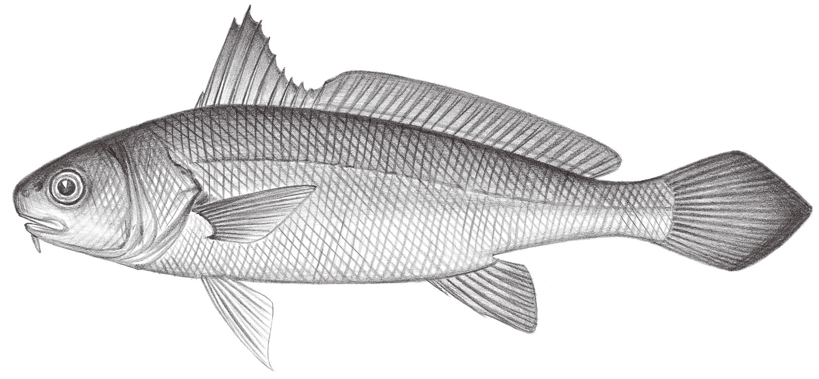 1467.	鈍頭叫姑魚 Johnius amblycephalus (Bleeker, 1855)