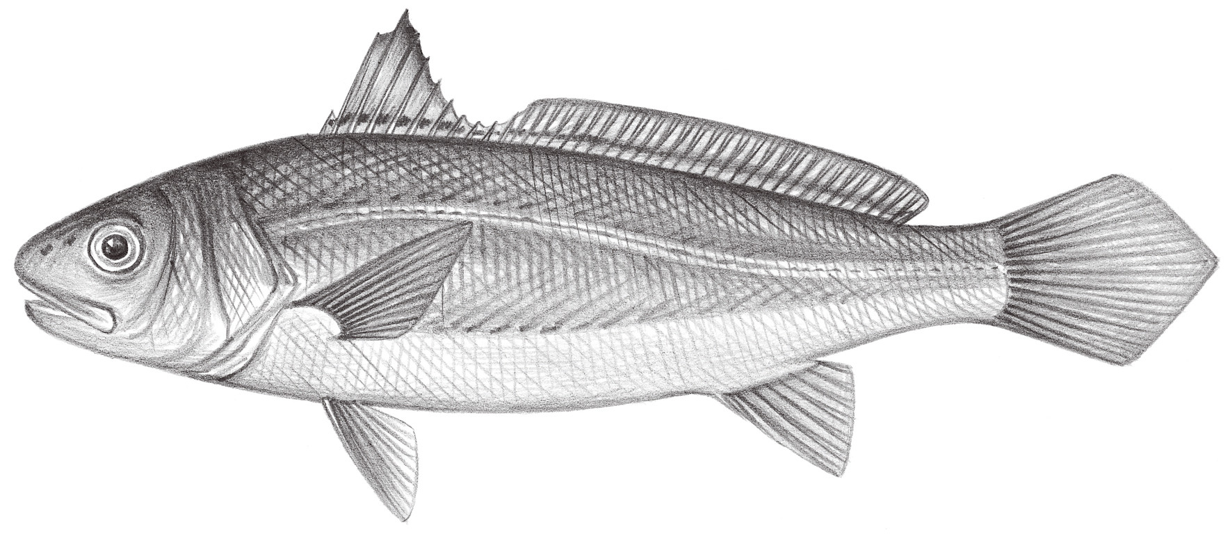 1469.	鱗鰭叫姑魚 Johnius distinctus (Tanaka, 1916)