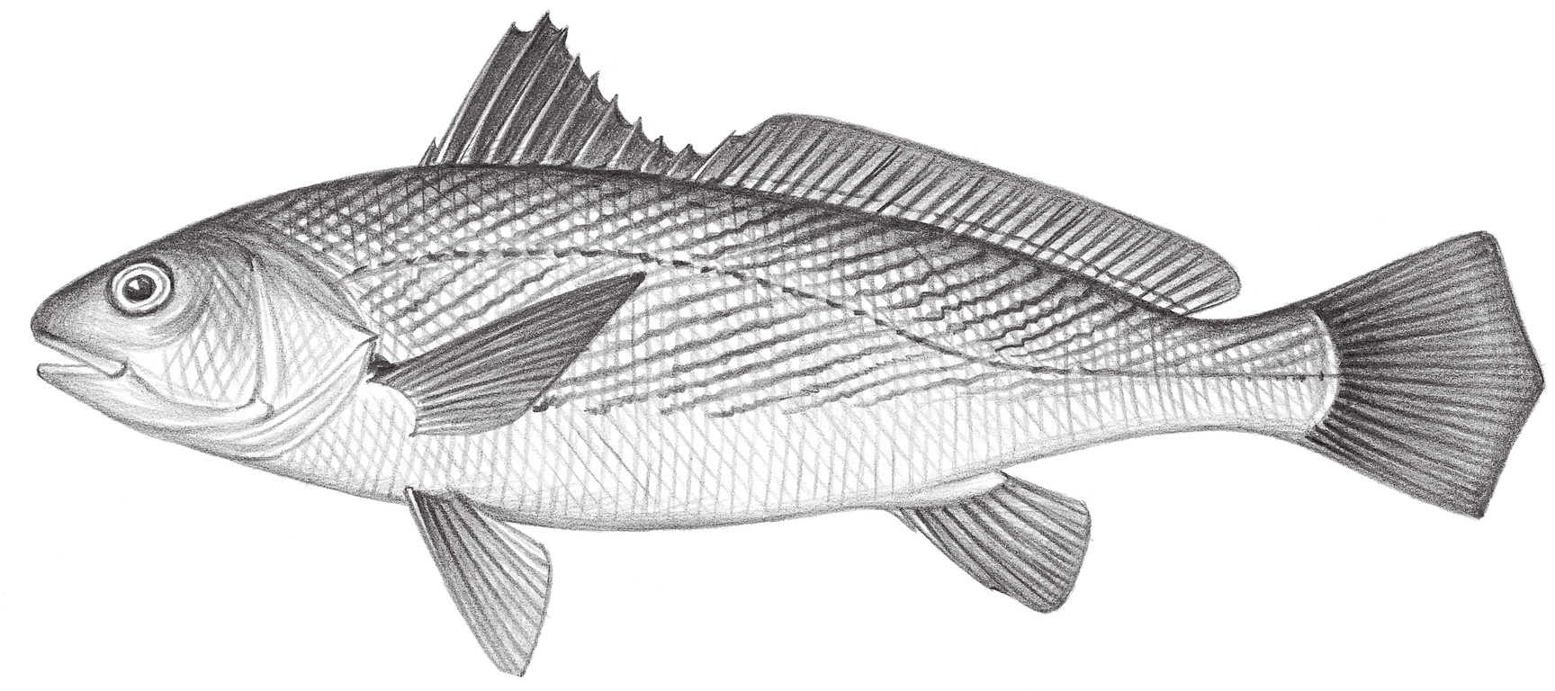 1474.	黃姑魚 Nibea albiflora (Richardson, 1846)