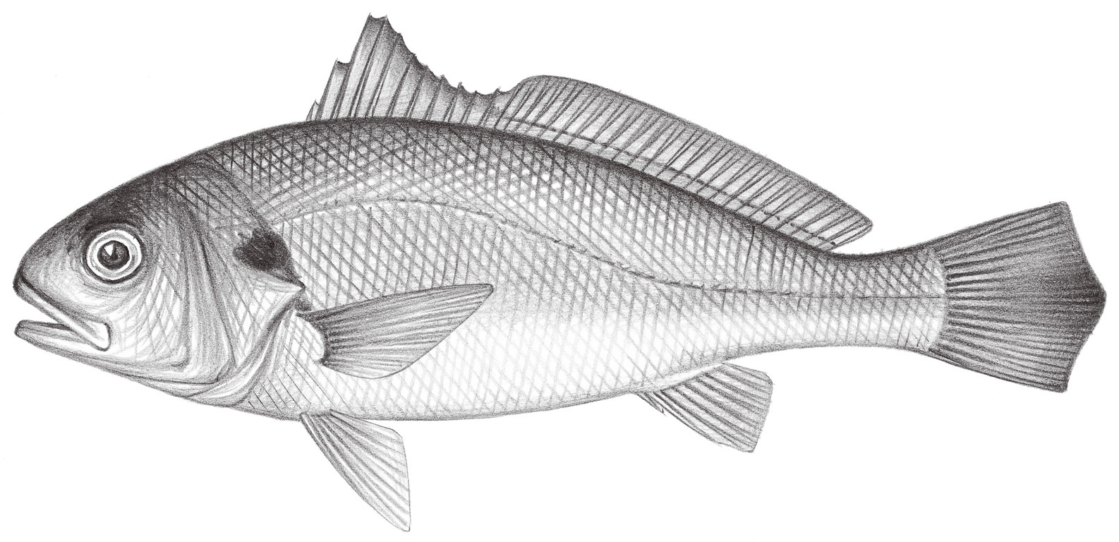 1478.	白姑魚 Pennahia argentata (Houttuyn, 1782)