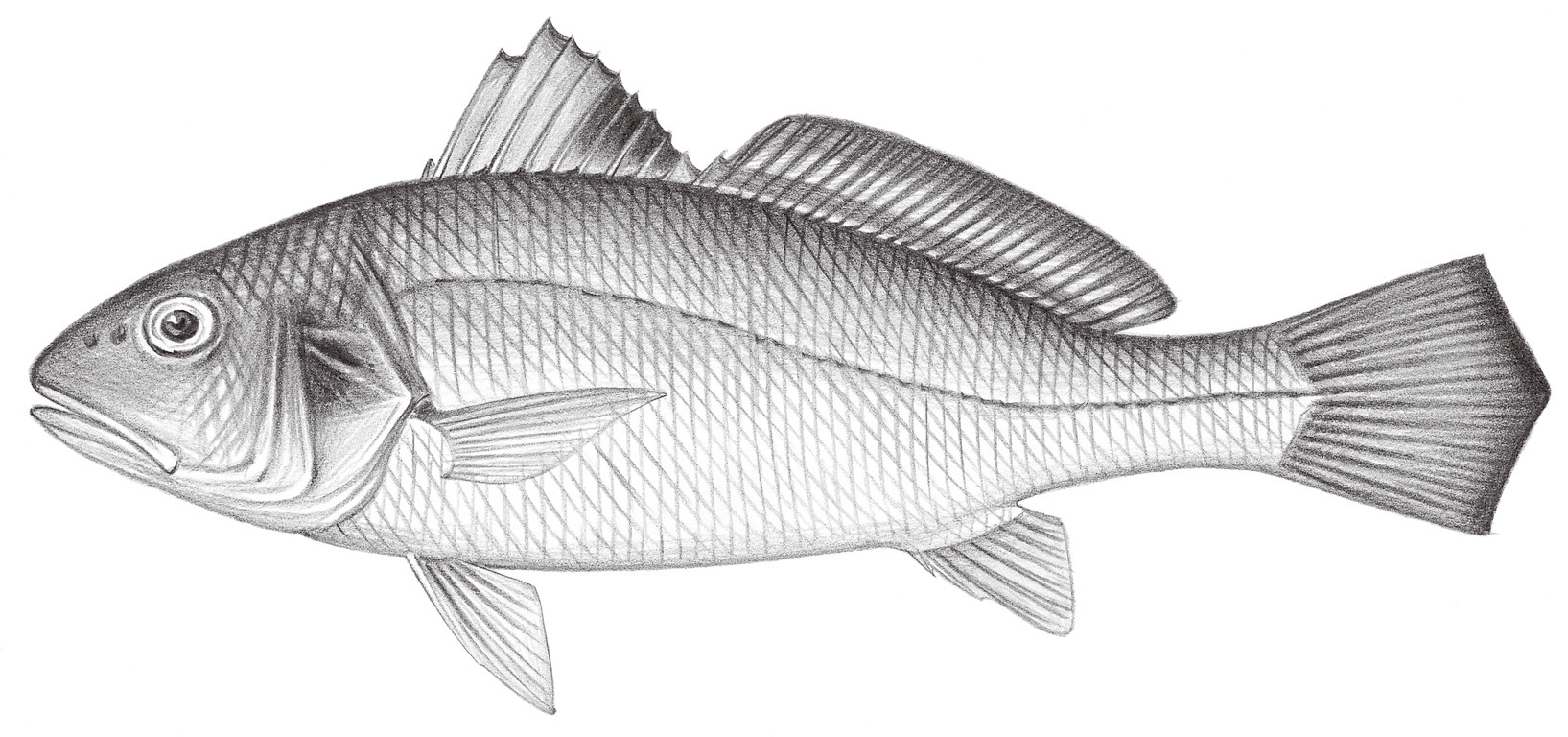 1480.	斑鰭白姑魚 Pennhaia pawak (Lin, 1940)