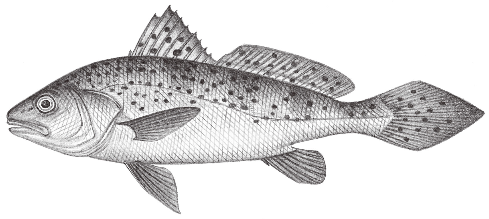 1481.	雙棘原黃姑魚 Protonibea diacanthus (Lacépède, 1802)